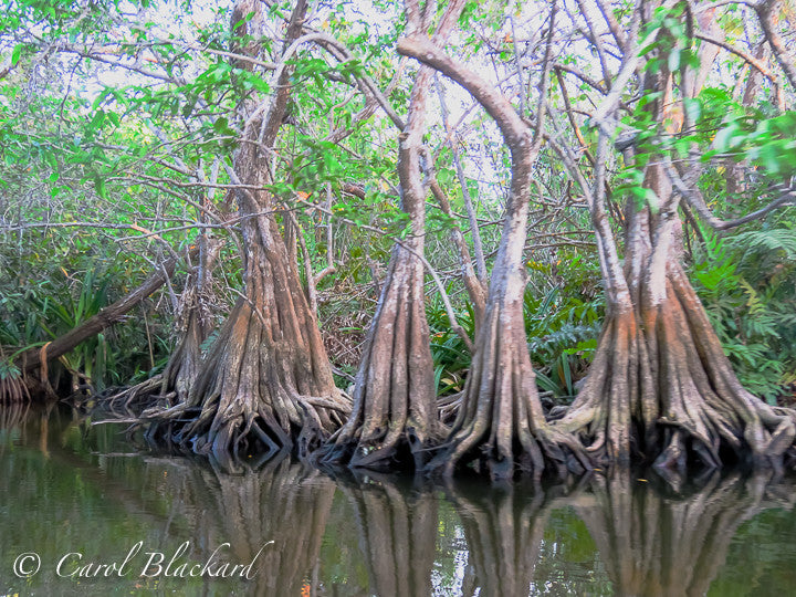 Mangrove trees in swamp, Mexico