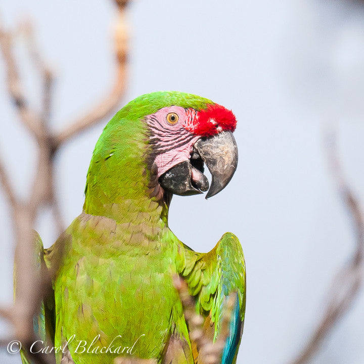 Brightly-colored Macaw top half portrait 