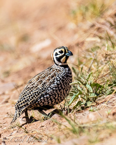 Boldly marked quail