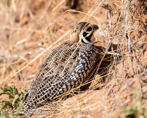 Boldly spangled quail hunkered down