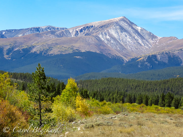 Yellow-green trees and evergreens in front of pointy Mount Elbert