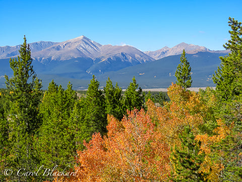 Tall mountain peak in range with pines and orange aspens