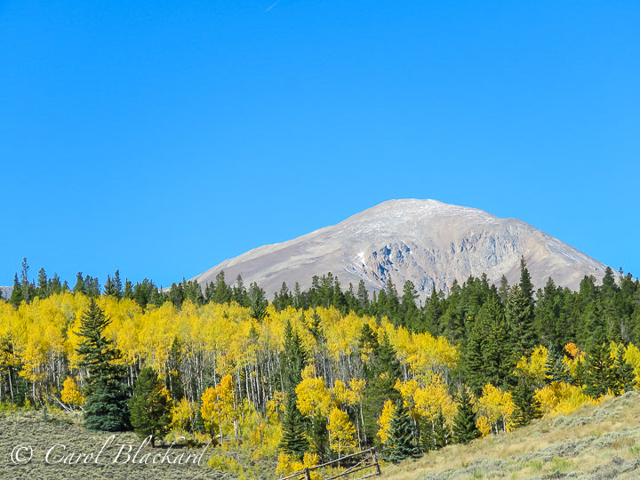 Rounded mountain peak with chartreuse aspen and pines