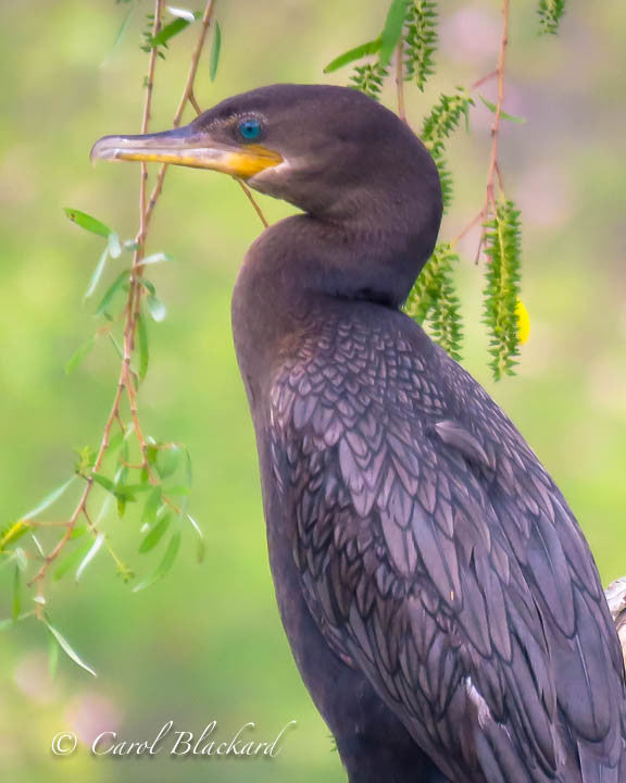 Cormorant bird black with aqua eye against greenery