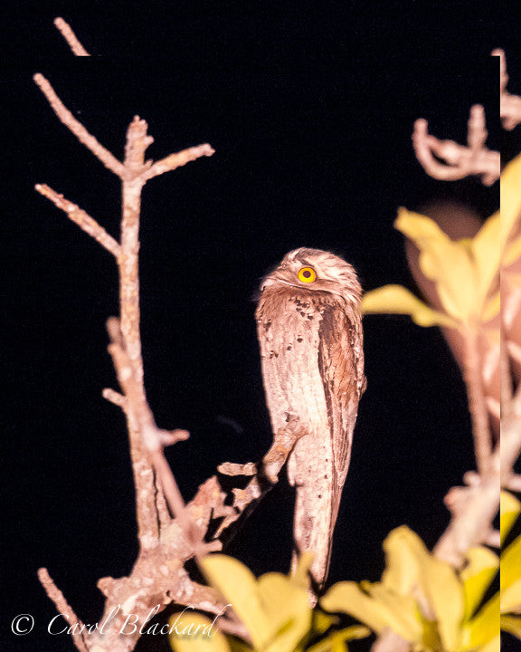 Upright owl-like bird with large yellow eyes.