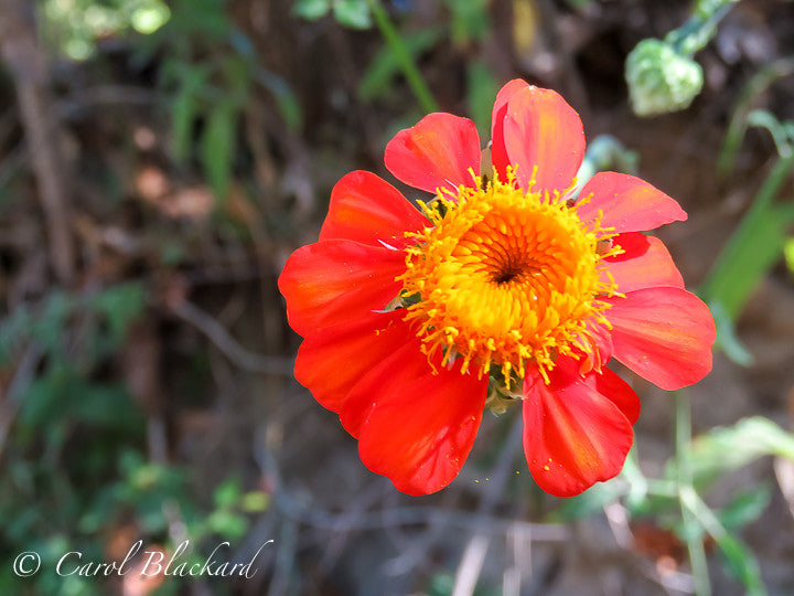 Orange and yellow flower, Mexico