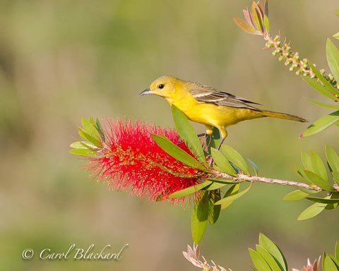 Orchard Oriole female on  flower on S Padre Island
