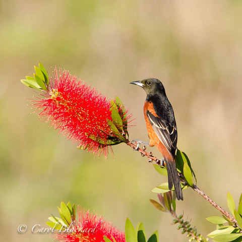 Oriole on twig of red bottle-brush mimosa flowers 
