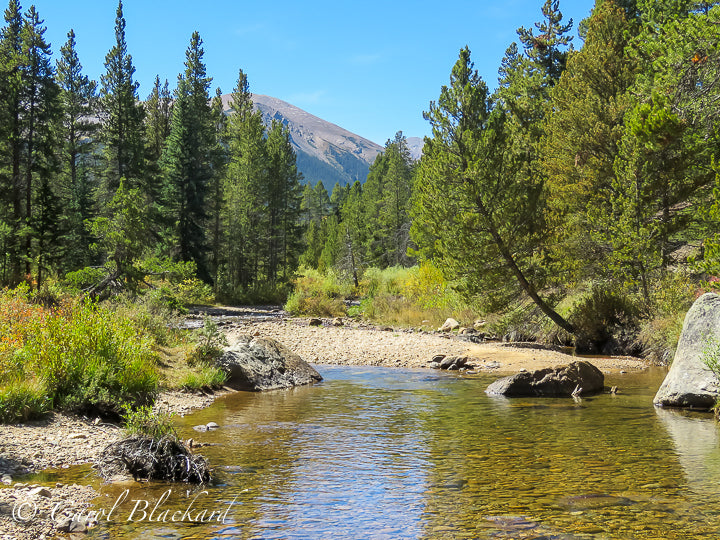 Peaceful stream with mountain and evergreen background