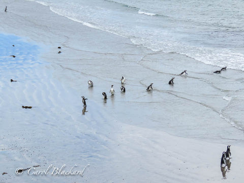 Thirteen penguins on beach and in waves