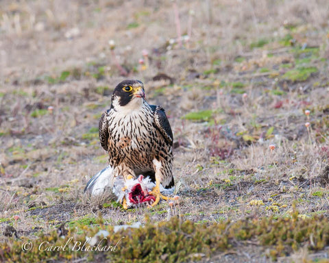 Falcon pauses while eating gull on ground