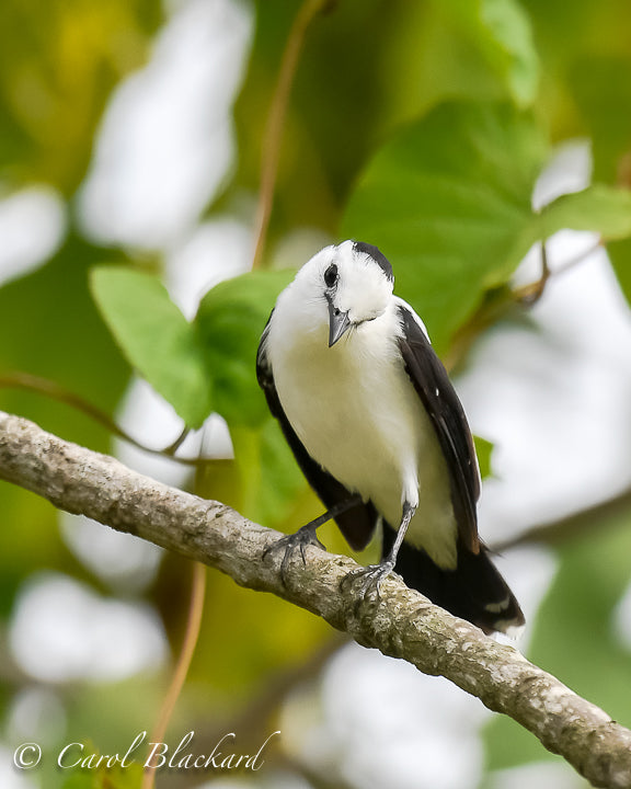 Pied Water-Tyrant male 2