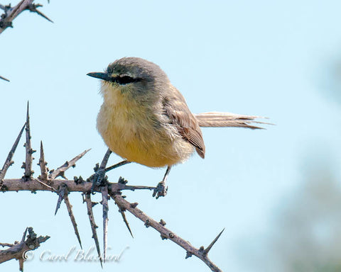 Gray and puffy small bird perches on thorn