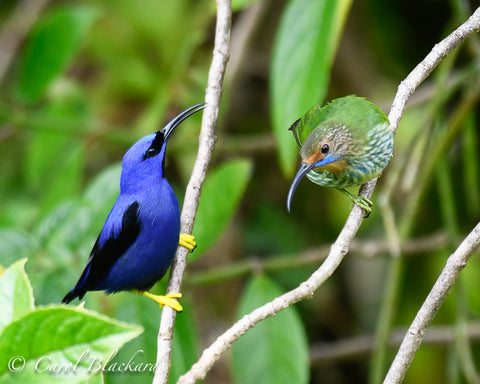 Purple honeycreepers, both male and female