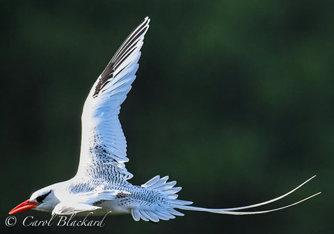 Flying white birds with long trailing tails