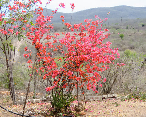Red blossomed bush in dry scrub surroundings.