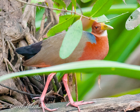 Walking swamp bird with beautiful blue back and rufous chest.