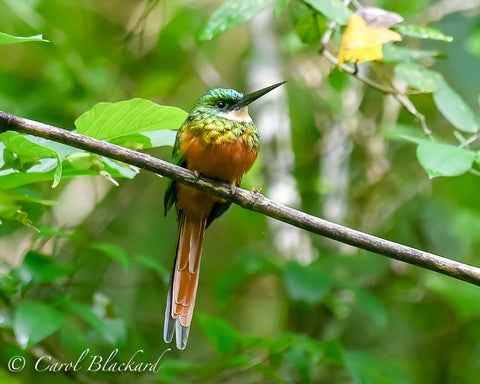 Jacamar bird