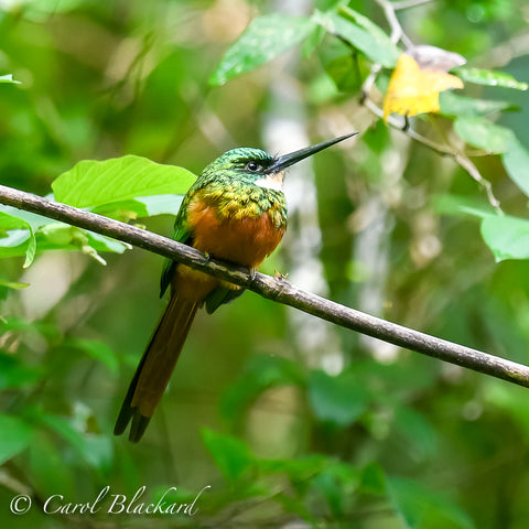 Jacamar bird