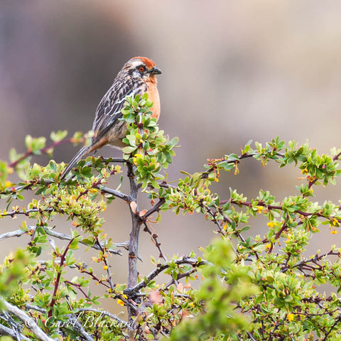 Red-eyed speckled bird on top of green bush