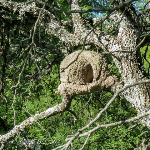 Large round mud nest on tree branch