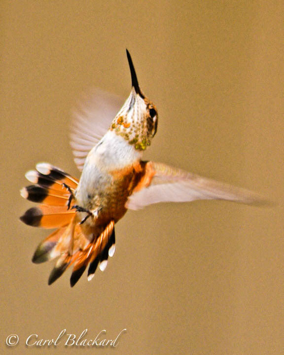 Rufous Hummingbird, in flight, tail flared, Colorado
