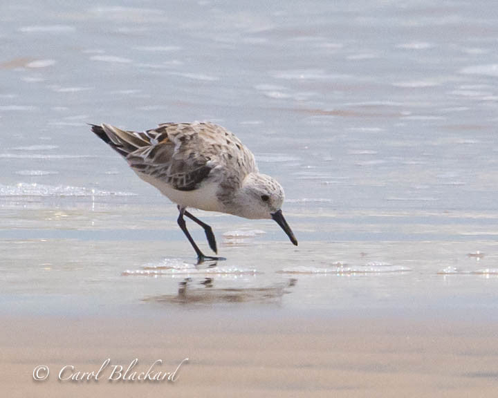 Sanderling shore bird at water's edge