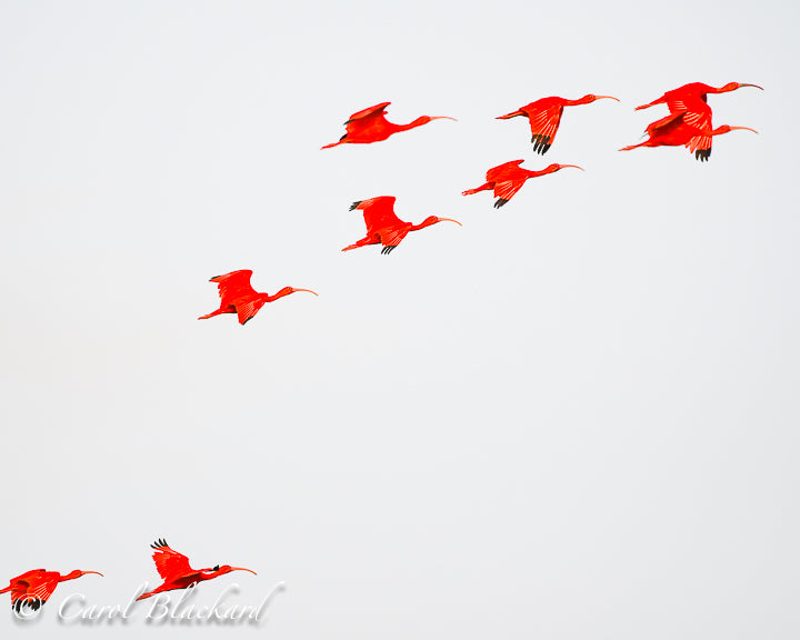 Scarlet Ibis flying in formation