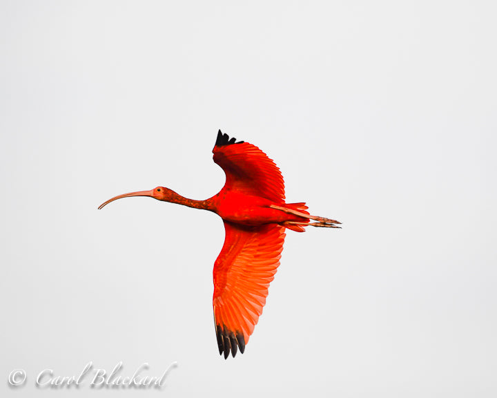 Bright red ibis bird flying