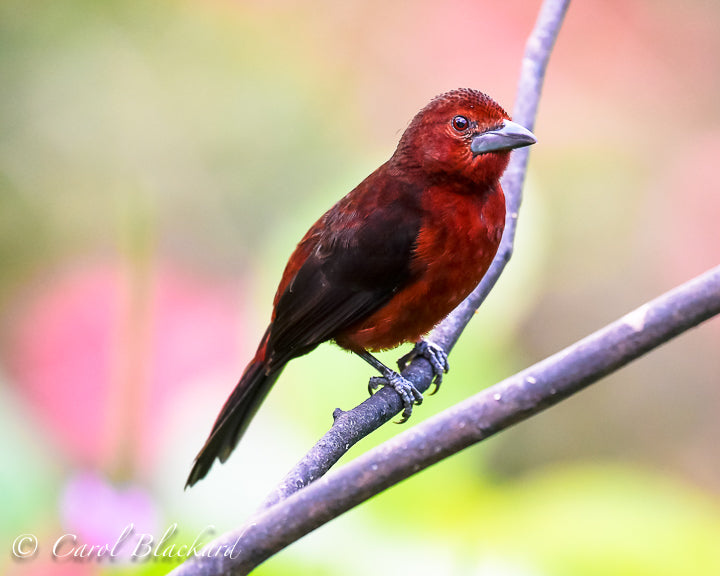 Red bird with big black beak