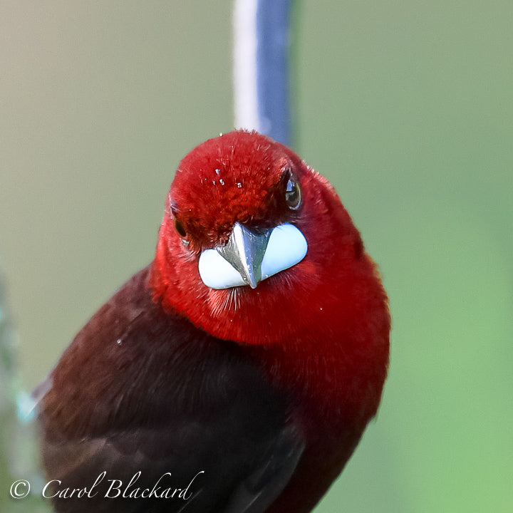 Red-headed tanager with bright white lower beak head-on