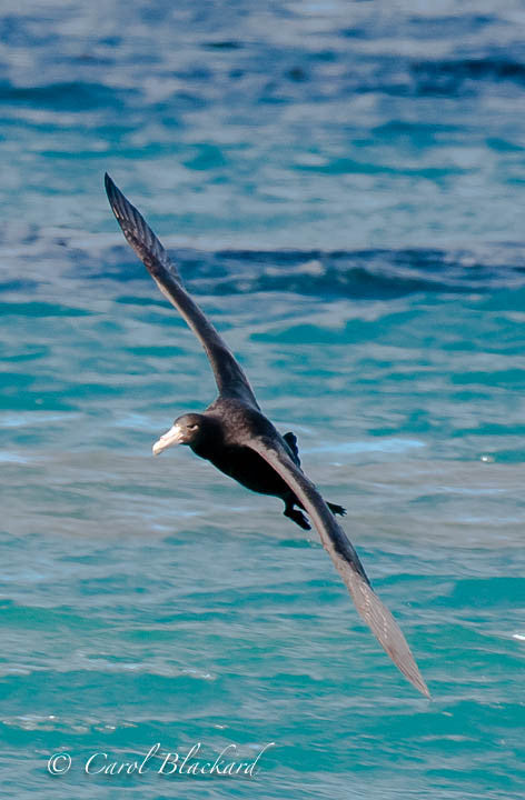 Soaring large sea bird over turquoise water