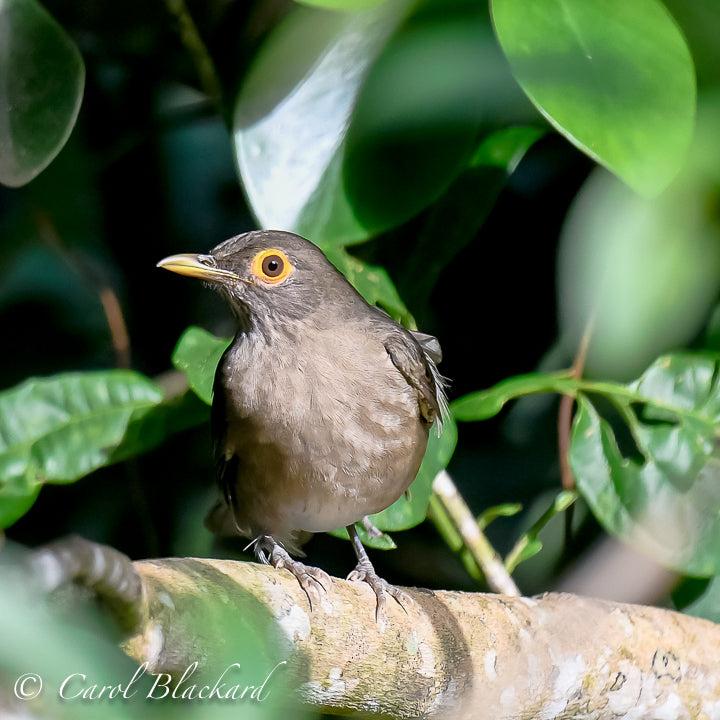 Spectacled Thrush, male