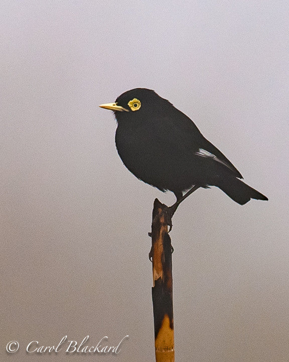 Spectacled Tyrant Male, Argentina