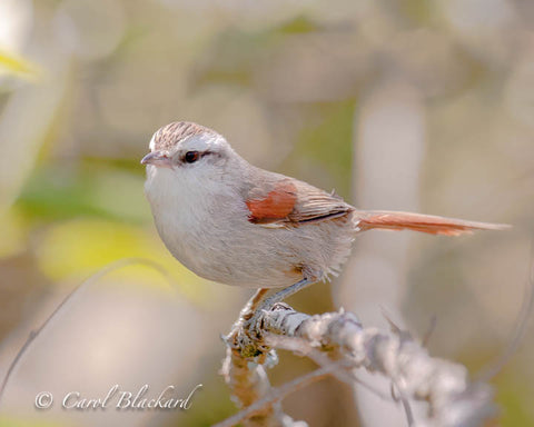 Pale white and rufous bird on twig