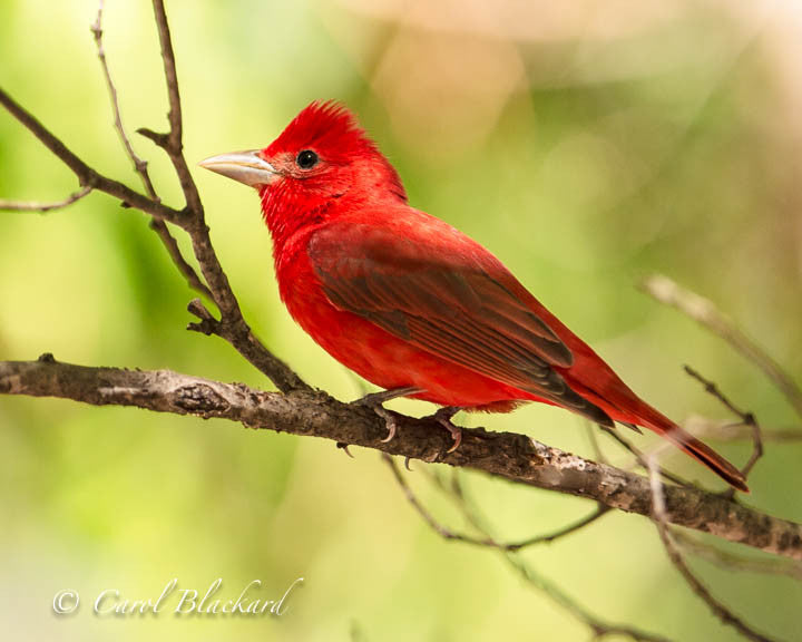 Red tanager bird with crest on tree branch