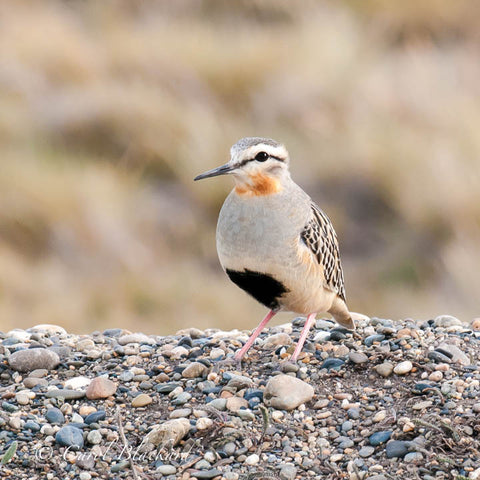 Delicately-patterned and colored shorebird on rocky ground
