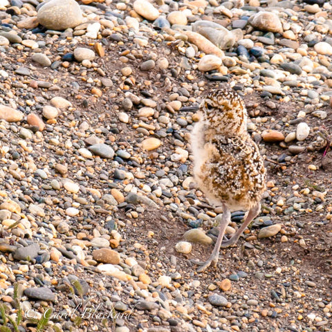 Shorebird chick puffball without tail stands tall on bare legs