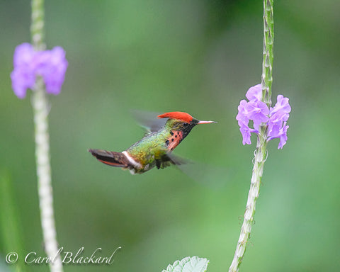Cute hummingbird with tuft at flower