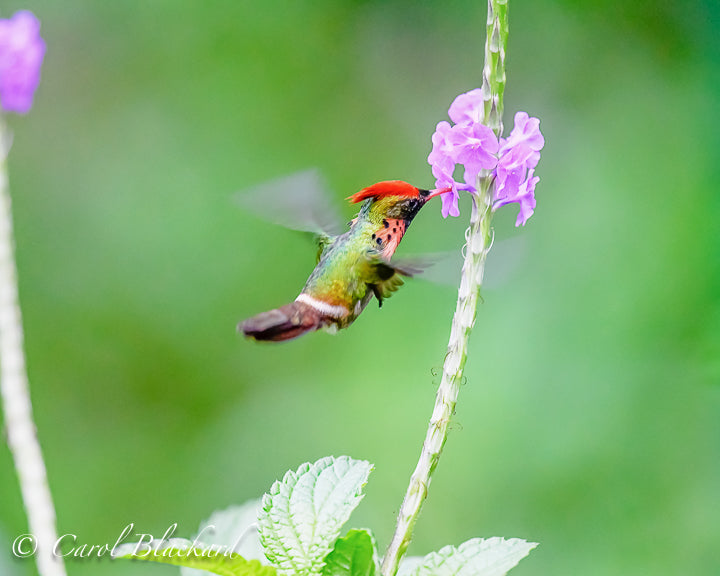Cute tufted male hummingbird