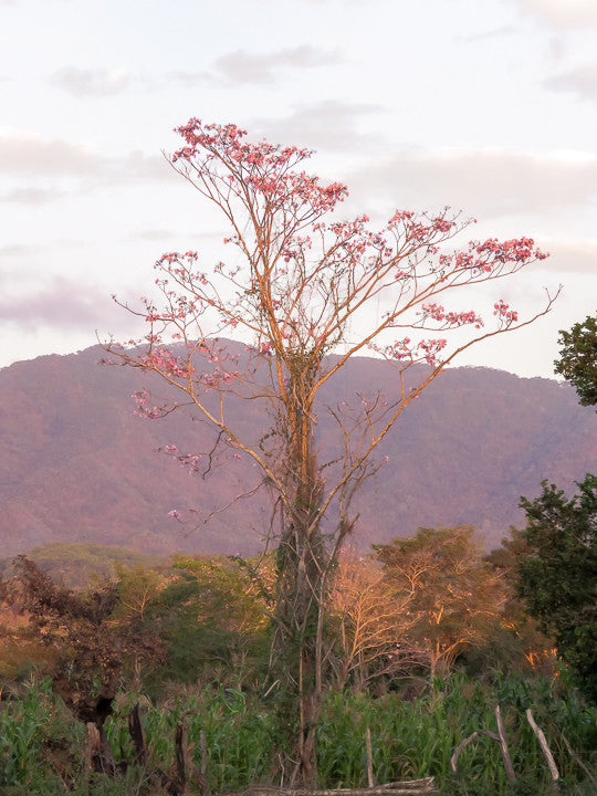 Pink flower tree in front of purple mountains above green vegetation.