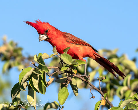Bright red cardinal with tuft