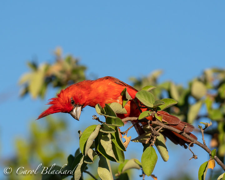 Beautiful bright red cardinal in Colombia