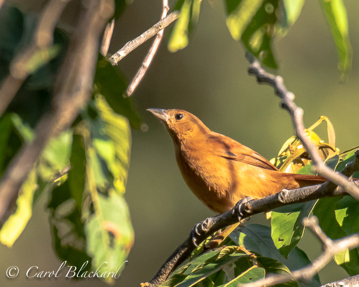 Beautiful warm burnt orange-colored tanager bird