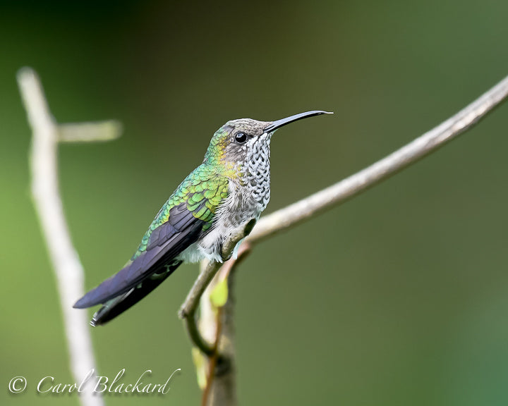 Speckled throat and chest on green hummingbird
