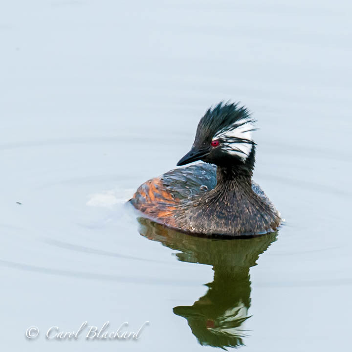 Red-eyed grebe bird on water with wet tuft