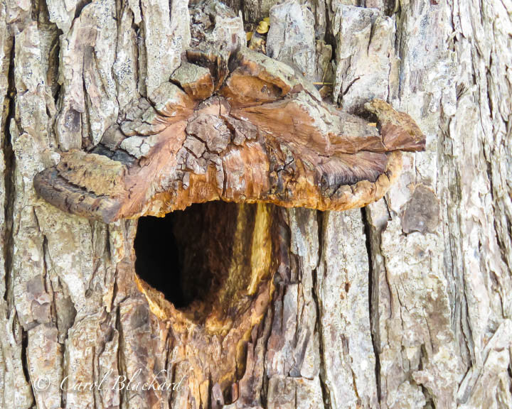 Woodpecker hole in tree with bark awning over opening