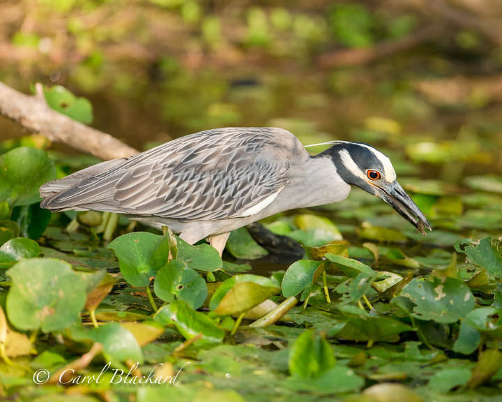 Plumed Heron with food in mouth on waterlilies