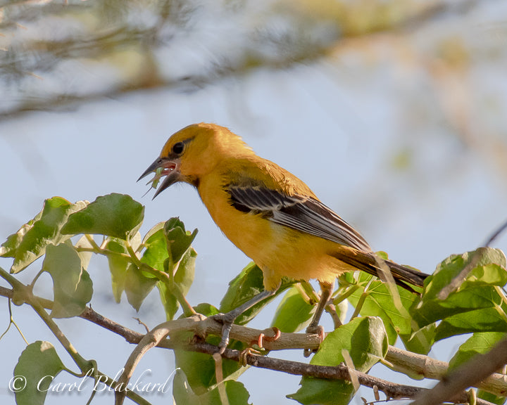 Yellow Oriole eating insect