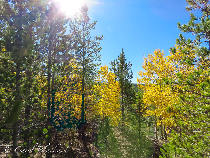 Sun shining through pines onto bright yellow aspen.
